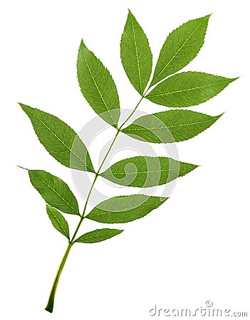 Green Ash branch Stock Photo