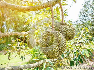 Fresh asian durian on tree. The king of fruits Stock Photo