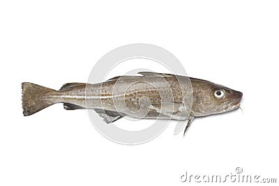 Fresh atlantic cod fish Stock Photo