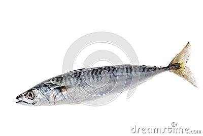 Fresh atlantic mackerel isolated on white Stock Photo