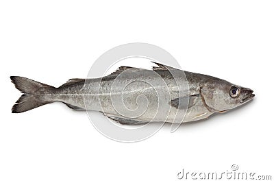 Fresh atlantic pollock fish Stock Photo