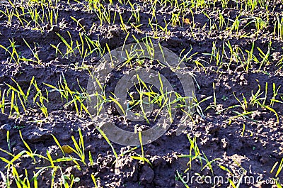 Fresh autumn crop sprouts on field Stock Photo