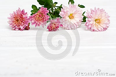 Fresh autumn flowers Stock Photo