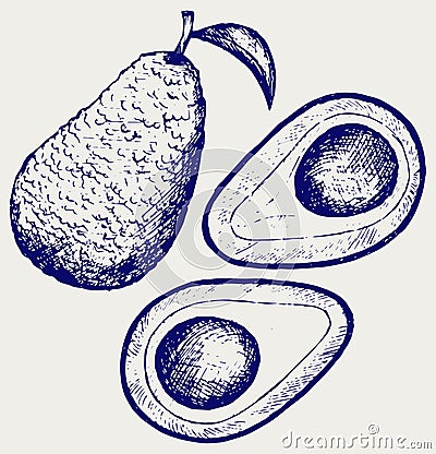 Fresh avocado fruit Vector Illustration