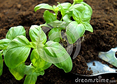 Fresh baby basil Stock Photo