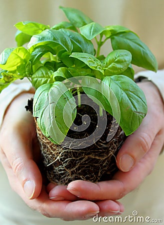 Fresh baby basil Stock Photo