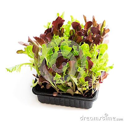 Fresh baby leaf salad lettuce in black tray isolated on white Stock Photo