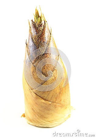 Bamboo Shoot Stock Photo