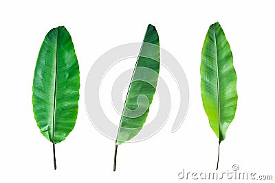 Fresh Banana Leaf Isolated Stock Photo