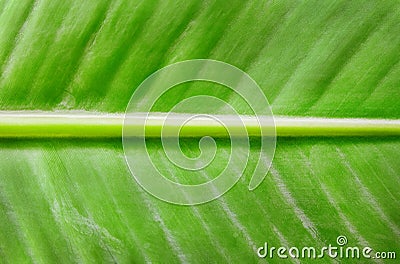 Fresh banana leaf texture background. Stock Photo