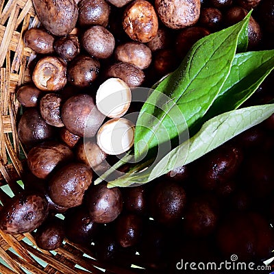 This is fresh Barometer Earthstars in the wicker Stock Photo