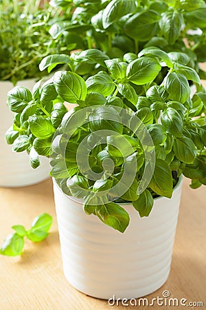 Fresh basi and thymel herb in pot Stock Photo