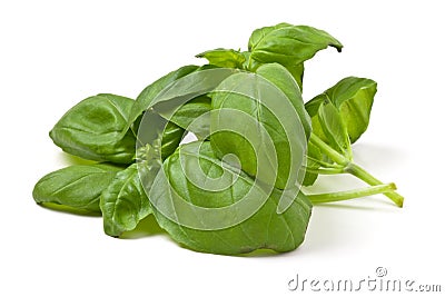 Fresh basil Stock Photo