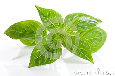 Fresh basil Stock Photo