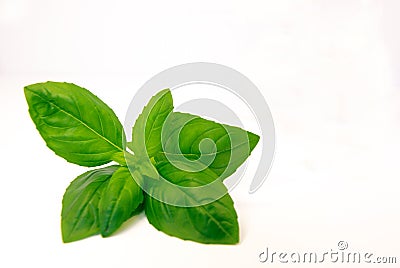 Fresh basil Stock Photo