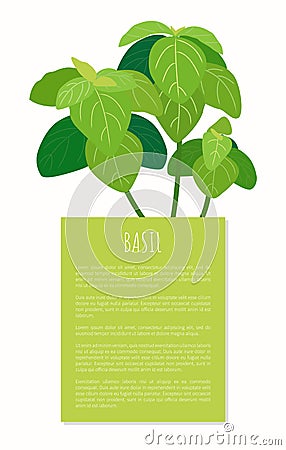 Basil Bunch on Vertical Banner with Sample Text Vector Illustration