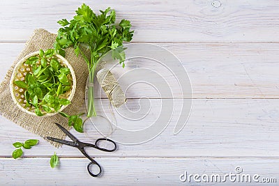 Fresh basil leaves in a basket and a bunch of parsley Stock Photo