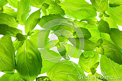 Fresh Basil Leaves close-up background Stock Photo