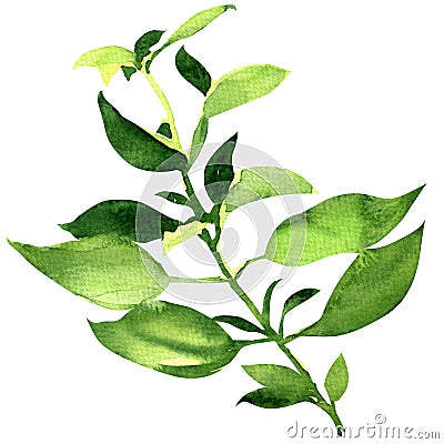 Fresh basil leaves isolated Stock Photo