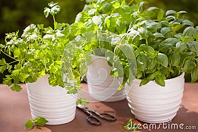 Fresh basil parsley mint herbs in garden Stock Photo