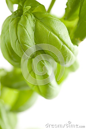 Fresh Basil Plant Leaves Abstract Stock Photo