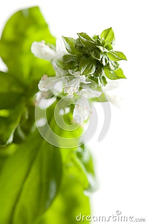 Fresh Basil Plant Leaves and Sprout Abstract Stock Photo