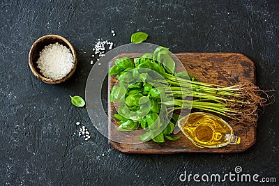 Fresh basil with roots Stock Photo