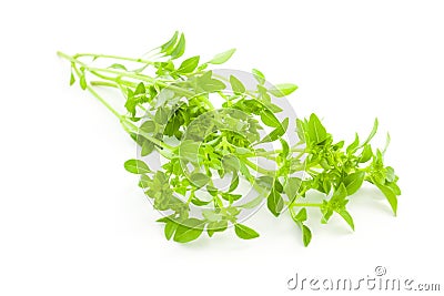 Fresh Basil / spice herb on white background Stock Photo