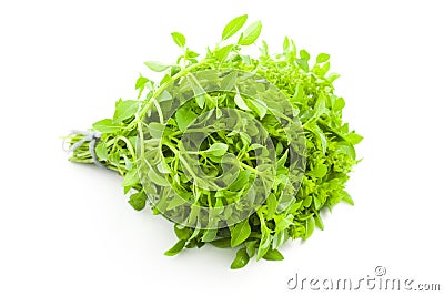 Fresh Basil / spice herb on white background Stock Photo