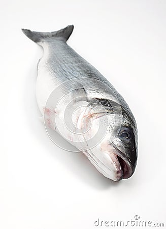 FRESH BASS AGAINST WHITE BACKGROUND Stock Photo