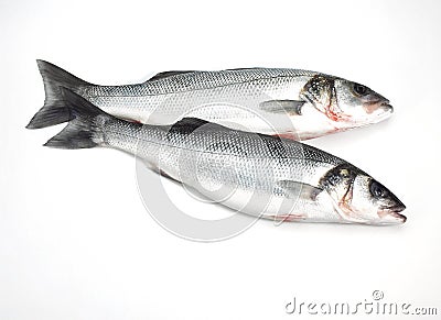 FRESH BASS AGAINST WHITE BACKGROUND Stock Photo