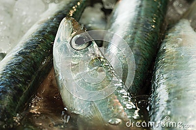 Fresh Bass Fish Stock Photo