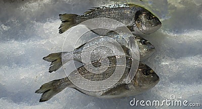 Fresh bass fish at fish market Stock Photo