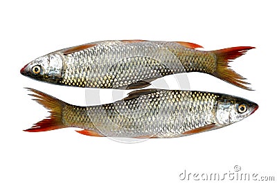 Fresh bass fish Stock Photo