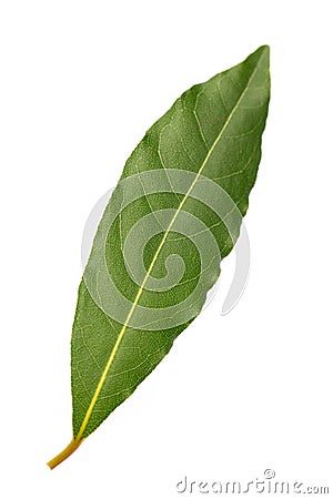 Fresh bay leaf isolated on white background Stock Photo