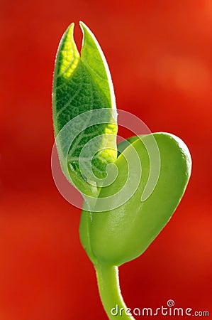 Fresh Bean Sprouts Stock Photo