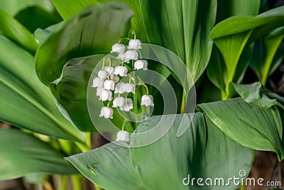 Fresh beautiful Convallaria majalis Lily of the valley in the garden bath in morning golden sunlight in natural springtime close u Stock Photo