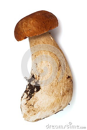 Fresh and beautiful mushroom Stock Photo