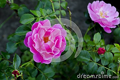 Fresh beautiful pink rose with buds, thorns and leaves on a bush in the garden, clouse up, copy space, soft focus, mock up. Stock Photo