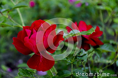 Fresh beautiful red rose with buds, thorns and leaves on a bush in the garden, clouse up, copy space, soft focus, mock up. Stock Photo