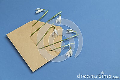 Fresh beautiful snowdrops flowers in envelope isolated on blue background. Invitation on wedding or birthday. Surprise letter Stock Photo