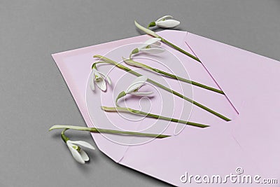 Fresh beautiful snowdrops flowers in envelope isolated on grey background. Invitation on wedding or birthday. Surprise letter Stock Photo