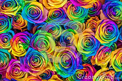 Fresh beautiful vibrant multicolor roses flowers for floral background. Rainbow colored unique and special roses. Top Stock Photo