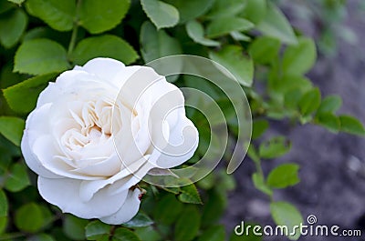 Fresh beautiful white rose with buds, thorns and leaves on a bush in the garden, clouse up, copy space, soft focus, mock up. Stock Photo