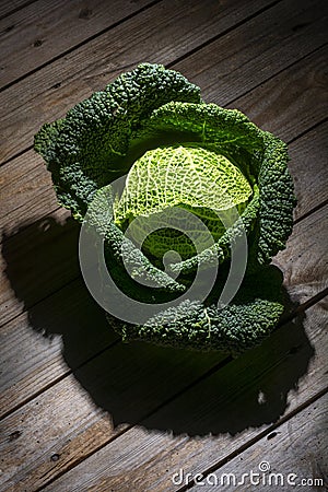 Can you imagine a beautifull green cabbage? Stock Photo