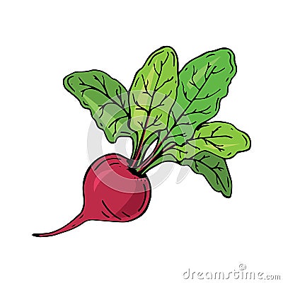 Fresh beet with leaf. Vector illustration. Juicy beetroot. vegetable. Vector Illustration