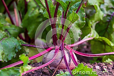 Fresh beetroot grows in the ground Stock Photo