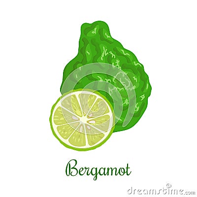 Fresh bergamot or Citrus bergamia. Whole and half. Vector Illustration