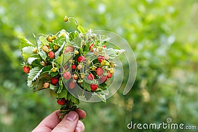 Fresh berries of wild strawberry in a female hand.Female hands holding a bunch of ripe berries of wild red strawberries.Wild Stock Photo