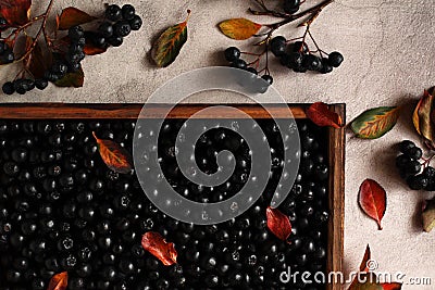 fresh berry chokeberry in a wooden box top view flat autumn layout Stock Photo